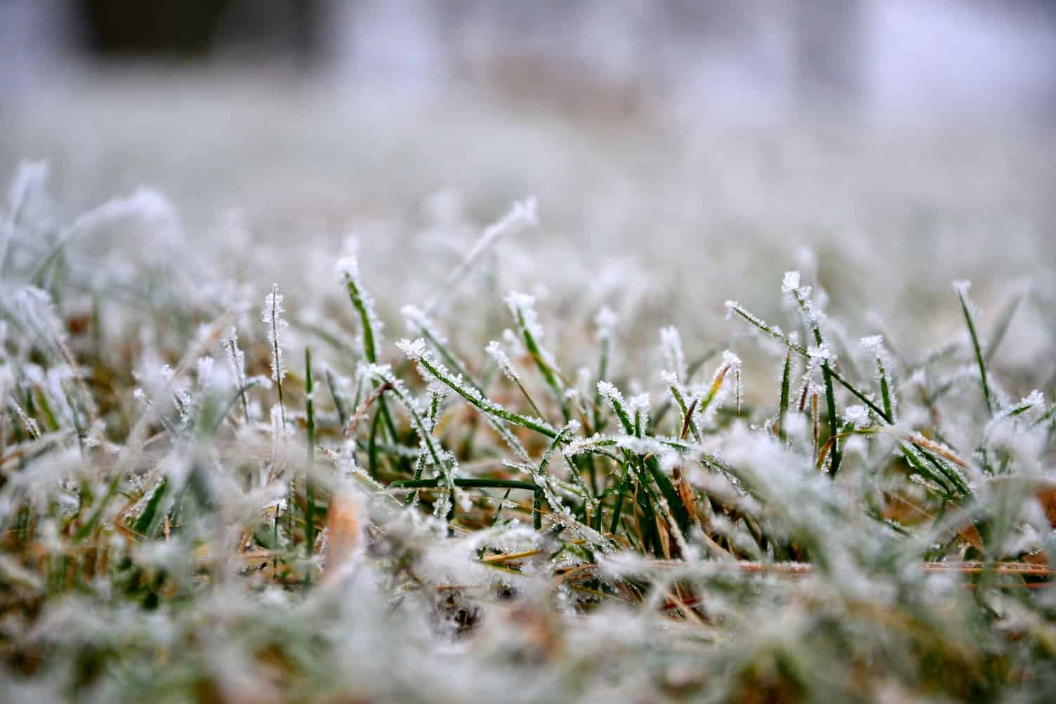 Les gramin es  du gazon  face au stress hivernal Blog gazon 